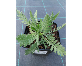 Achillea filipendulina ‘Cloth of Gold’