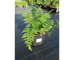 Athyrium filix-femina