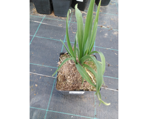 Hemerocallis citrina