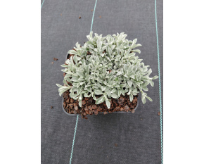 Antennaria dioica ‘Weisse Immortelle’