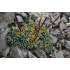 Saxifraga crustata