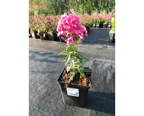 Phlox paniculata ‘Early Red’