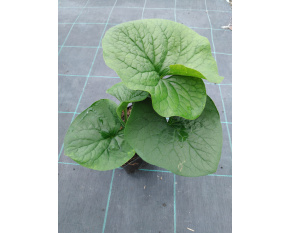 Brunnera sibirica