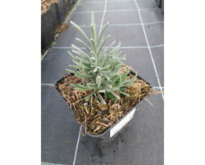 Lavandula angustifolia ‘Dark Hidcote Blue’