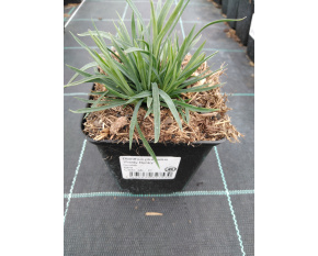 Dianthus plumarius ‘Pretty Becky’
