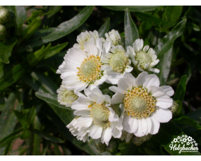 Achillea ptarmica ‘Nana Compacta’