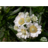 Achillea ptarmica ‘Nana Compacta’