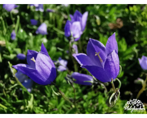 Campanula cochleariifolia
