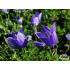 Campanula cochleariifolia