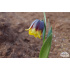 Fritillaria michailowskyi