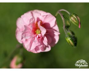 Helianthemum ‘Annabel Pink’