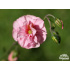 Helianthemum ‘Annabel Pink’