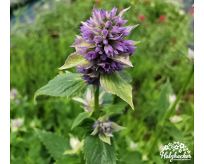 Agastache foeniculum