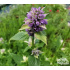 Agastache foeniculum