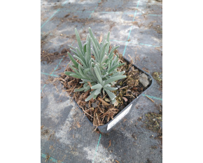 Lavandula x intermedia ‘Grosso’