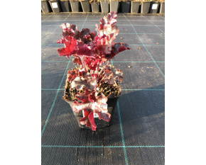 Heuchera ‘Melting Fire’