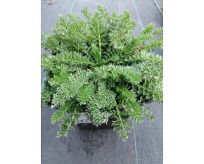 Achillea millefolium ‘Desert Eve Red’