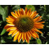 Echinacea ‘SunSeekers Mellow’