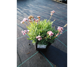 Gypsophila ‘Knuddel’