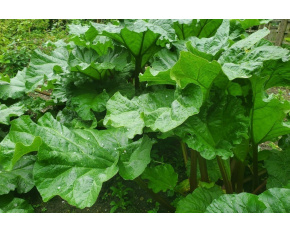 Rheum rhabarbarum ‘Red Champagne’