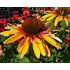 Echinacea ‘Funky Yellow’