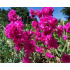Lychnis viscaria ‘Plena’