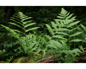Dryopteris goldiana