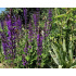 Salvia nemorosa ‘Ostfriesland’