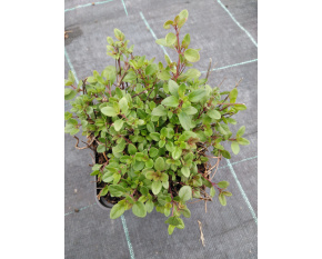 Thymus serpyllum