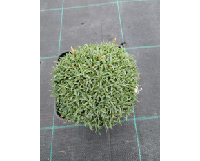 Dianthus ‘La Bourboule Albus’