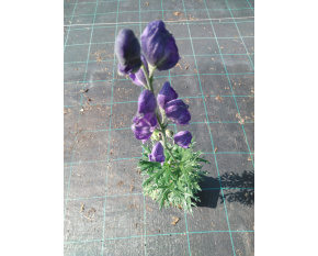 Aconitum napellus