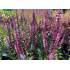 Salvia nemorosa ‘Caradonna Pink’