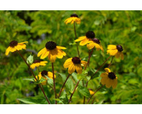 Rudbeckia triloba
