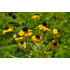 Rudbeckia triloba