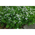 Omphalodes verna ‘Alba’