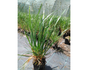 Sesleria heuffleriana