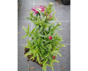 Aster novi-belgii ‘Crimson Brocade’