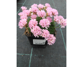 Armeria juniperifolia ‘Bevan’