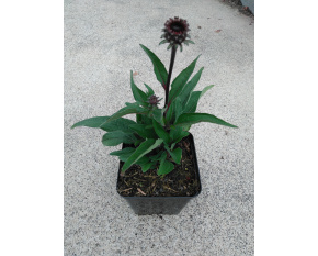 Echinacea ‘SunSeekers Scarlet’
