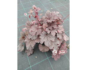 Heucherella ‘Plum Cascade’