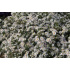 Aster dumosus ‘Apollo’