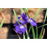 Iris sibirica ‘Blue King’
