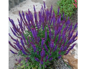 Salvia nemorosa ‘Blaukonigin’