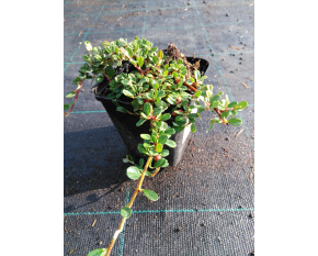 Cotoneaster procumbens