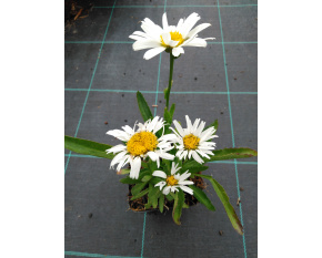 Leucanthemum ‘Snow Lady’