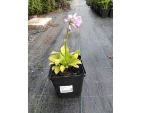 Hosta ‘Sun Mouse’