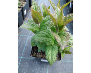 Nepeta kubanica