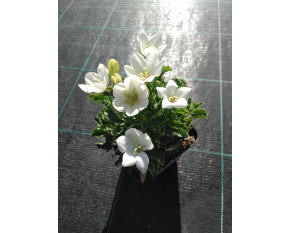 Campanula carpatica ‘White Clips’