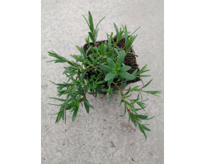 Gypsophila repens