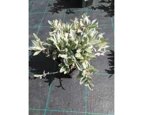 Anaphalis triplinervis ‘Silver Wave’